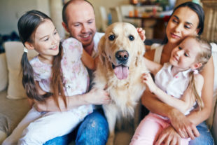 Animais em apartamento: como preparar um ambiente confortável para o pet