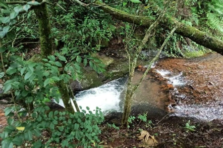 Área Rural à venda com 22.000m² no SEDE FIGUEIRA em Chapecó - Foto 4