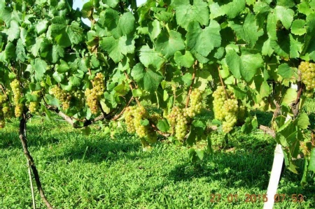 Área Rural à venda com 238.026m² no Cambara em Chapecó - Foto 8