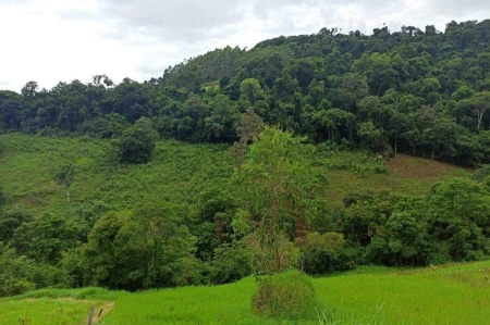 Área Rural à venda com 22.000m² no SEDE FIGUEIRA em Chapecó - Foto 1