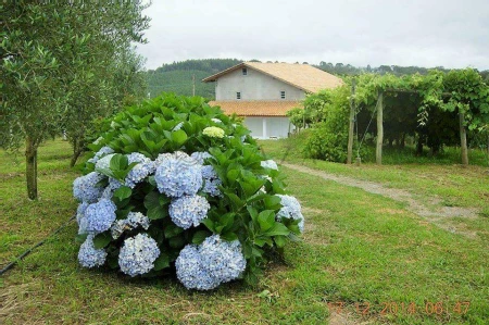 Área Rural à venda com 238.026m² no Cambara em Chapecó - Foto 3