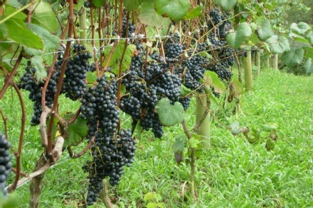 Área Rural à venda com 238.026m² no Cambara em Chapecó - Foto 4