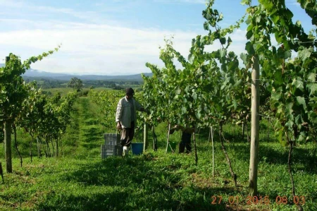 Área Rural à venda com 238.026m² no Cambara em Chapecó - Foto 7