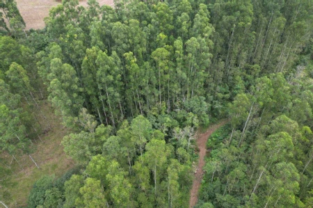 Área Rural à venda com 314.600m² na Linha Santos Dumont em Marema - Foto 4