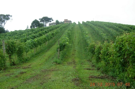 Área Rural à venda com 238.026m² no Cambara em Chapecó - Foto 2