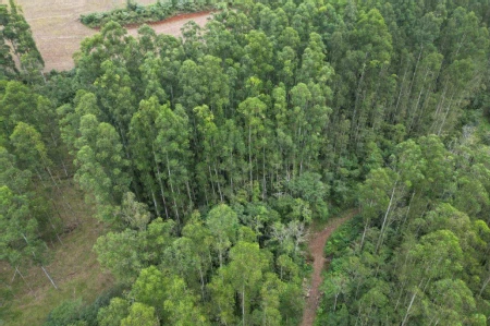 Área Rural à venda com 314.600m² na Linha Santos Dumont em Marema - Foto 3