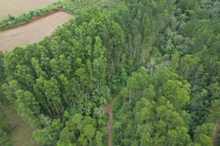 Área Rural à venda com 314.600m² na Linha Santos Dumont em Marema - Foto 5