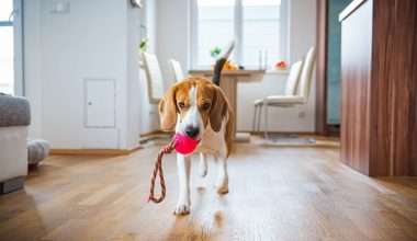 Pets e aluguel: direitos, regras e como encontrar um imóvel pet friendly | Plaza Imóveis, Imobiliária em Chapecó, SC
