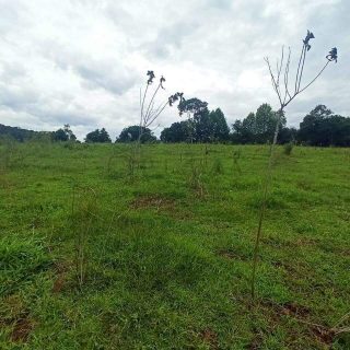 Área Rural à venda com 22.000m² no SEDE FIGUEIRA em Chapecó – Foto 8