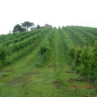 Área Rural à venda com 238.026m² no Cambara em Chapecó – Foto 2