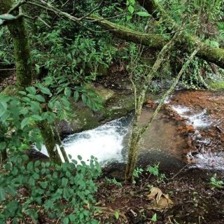 Área Rural à venda com 22.000m² no SEDE FIGUEIRA em Chapecó – Foto 4