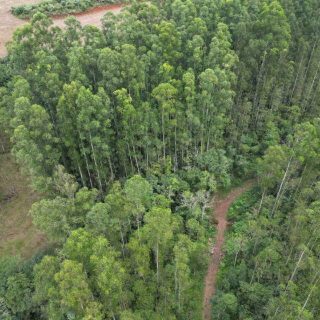 Área Rural à venda com 314.600m² na Linha Santos Dumont em Marema – Foto 4