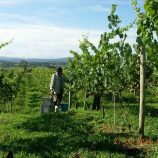 Área Rural à venda com 238.026m² no Cambara em Chapecó – Foto 7