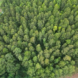 Área Rural à venda com 185.089m² na Linha Balisa Interior em Marema – Foto 4