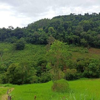 Área Rural à venda com 22.000m² no SEDE FIGUEIRA em Chapecó – Foto 1