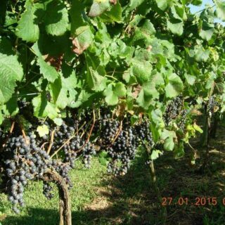 Área Rural à venda com 238.026m² no Cambara em Chapecó – Foto 6