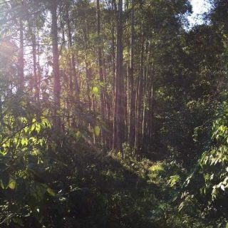 Área Rural à venda com 72.600m² no Interior em Arvoredo – Foto 4